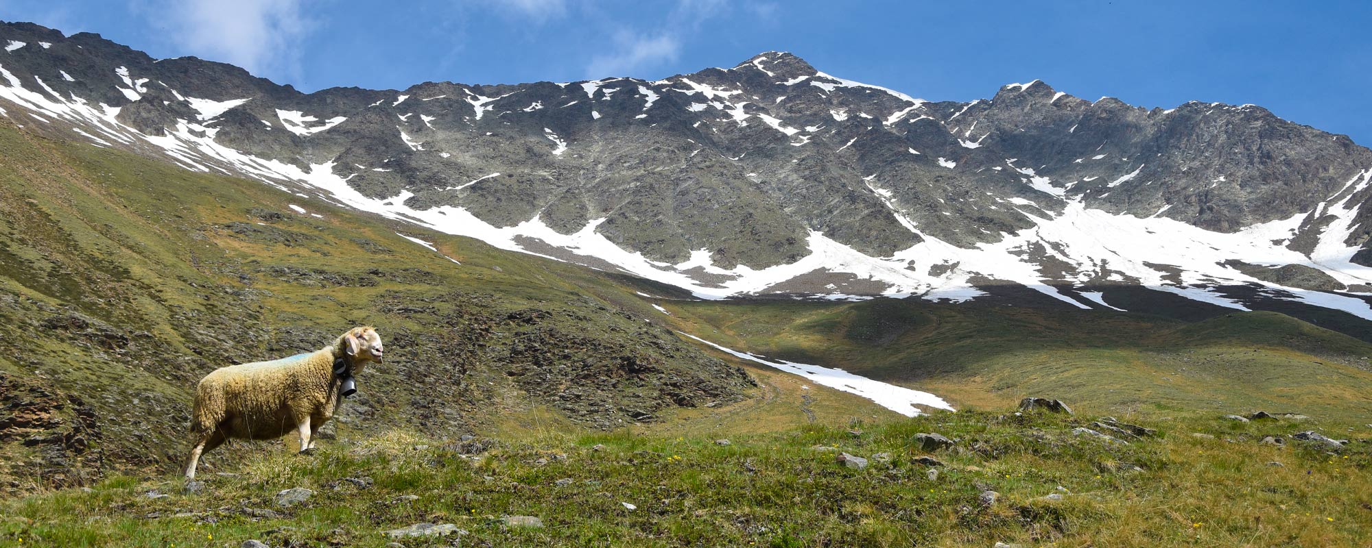 Sommer in den Bergen in Südtirol